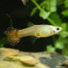 Guppy Weibchen Coper Tail - Poecilia Reticulata