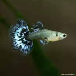 Guppy Weibchen Dumbo Black Body Mosaïc - Poecilia Reticulata