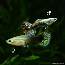 Guppy Fem. Dumbo Dragon - Poecilia Reticulata