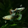 Guppy Weibchen Dumbo Dragon - Poecilia Reticulata