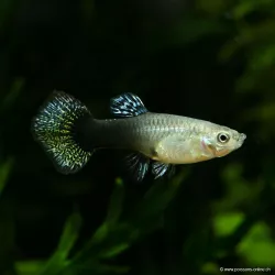Guppy Femelle Dumbo Dragon - Poecilia Reticulata