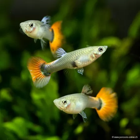 Guppy Weibchen Dumbo Platinium Red - Poecilia Reticulata