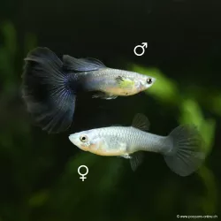 Guppy Weibchen Electric Blue - Poecilia Reticulata