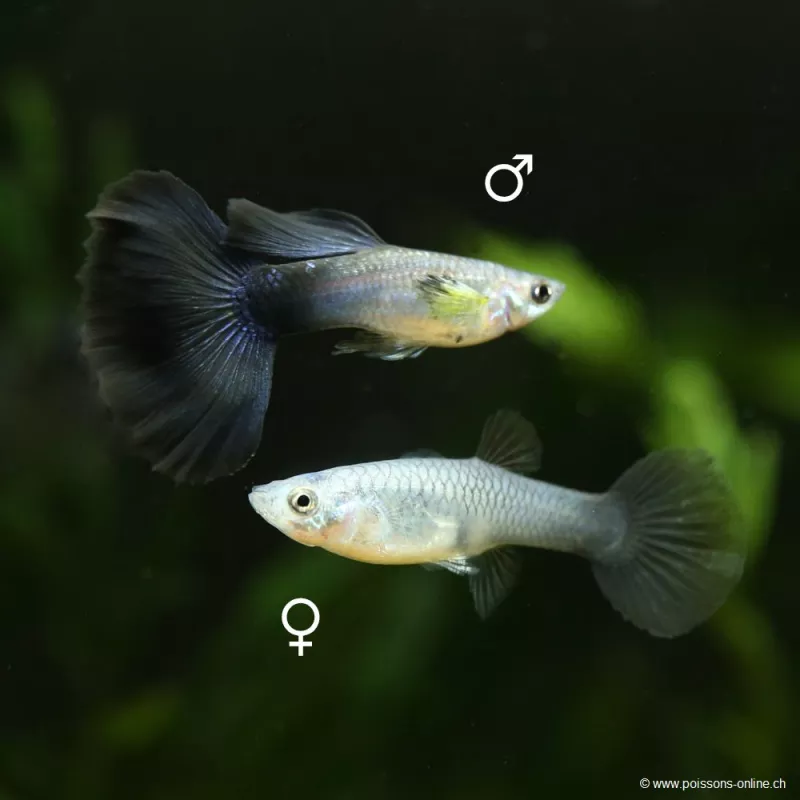 Guppy Weibchen Electric Blue - Poecilia Reticulata