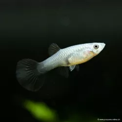 Guppy Femelle Electric Blue - Poecilia Reticulata