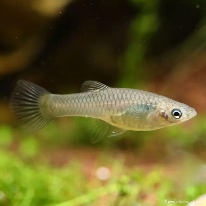 Guppy Weibchen Endler - Poecilia Wingei