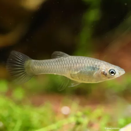 Guppy Weibchen Endler - Poecilia Wingei