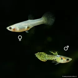 Guppy Femelle Endler- Green Cobra - Poecilia Wingei