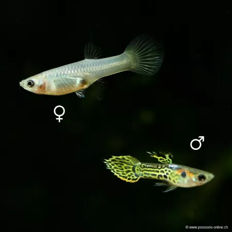 Guppy Femelle Endler- Green Cobra - Poecilia Wingei
