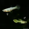 Guppy Femelle Endler- Green Cobra - Poecilia Wingei