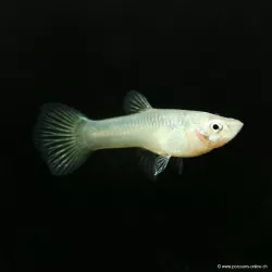 Guppy Femelle Endler- Green Cobra - Poecilia Wingei