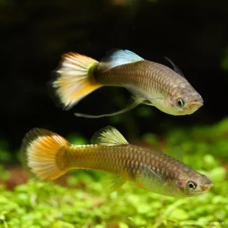 Guppy Weibchen Flame - Poecilia Reticulata