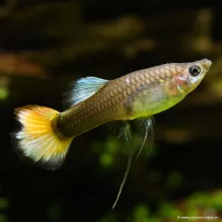 Guppy Weibchen Flame - Poecilia Reticulata
