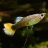 Guppy Femelle Flame - Poecilia Reticulata
