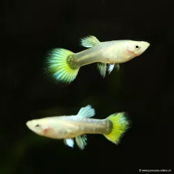 Guppy Femelle Full Golden - Poecilia Reticulata