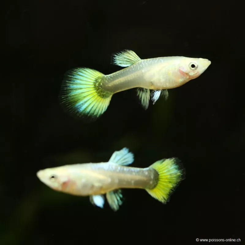 Guppy Weibchen Full Golden - Poecilia Reticulata