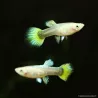 Guppy Femelle Full Golden - Poecilia Reticulata
