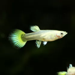 Guppy Weibchen Full Golden - Poecilia Reticulata