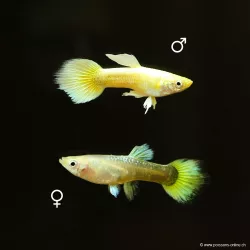 Guppy Fem. Full Golden - Poecilia Reticulata