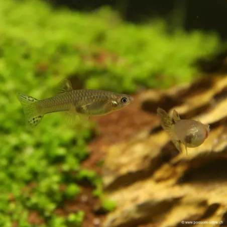 Guppy Femelle Green Cobra - Poecilia Reticulata