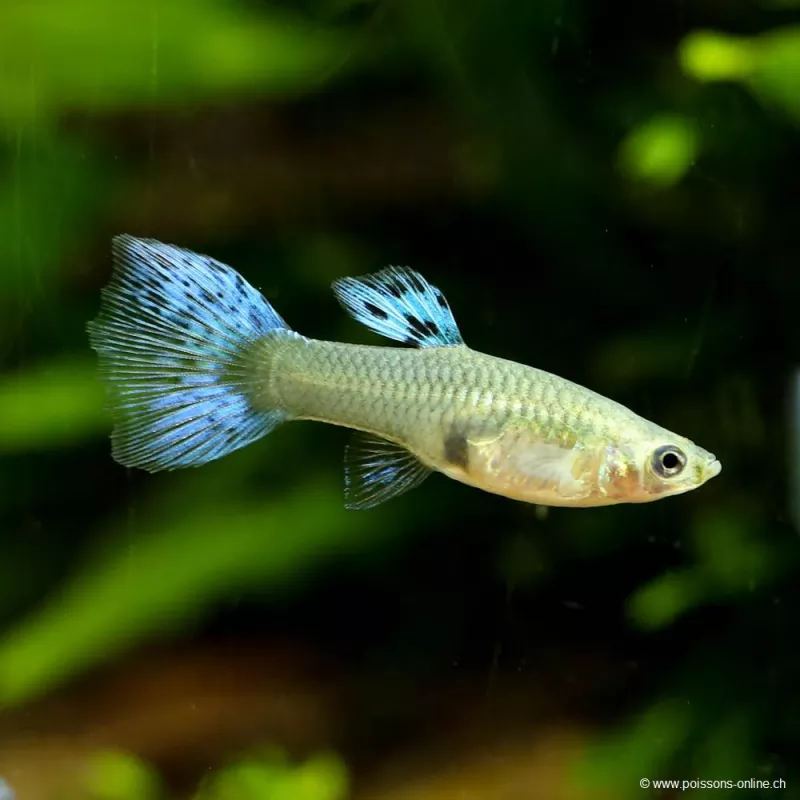 Guppy Weibchen Green Grass - Poecilia Reticulata