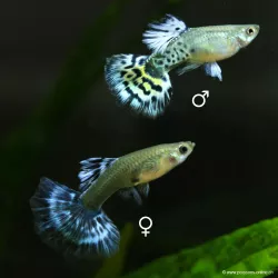 Guppy Femelle Ivory Purple - Poecilia Reticulata