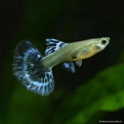 Guppy Femelle Ivory Purple - Poecilia Reticulata