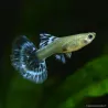Guppy Fem. Ivory Purple - Poecilia Reticulata