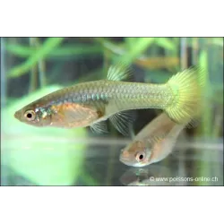 Guppy Fem. Giallo - Poecilia Reticulata