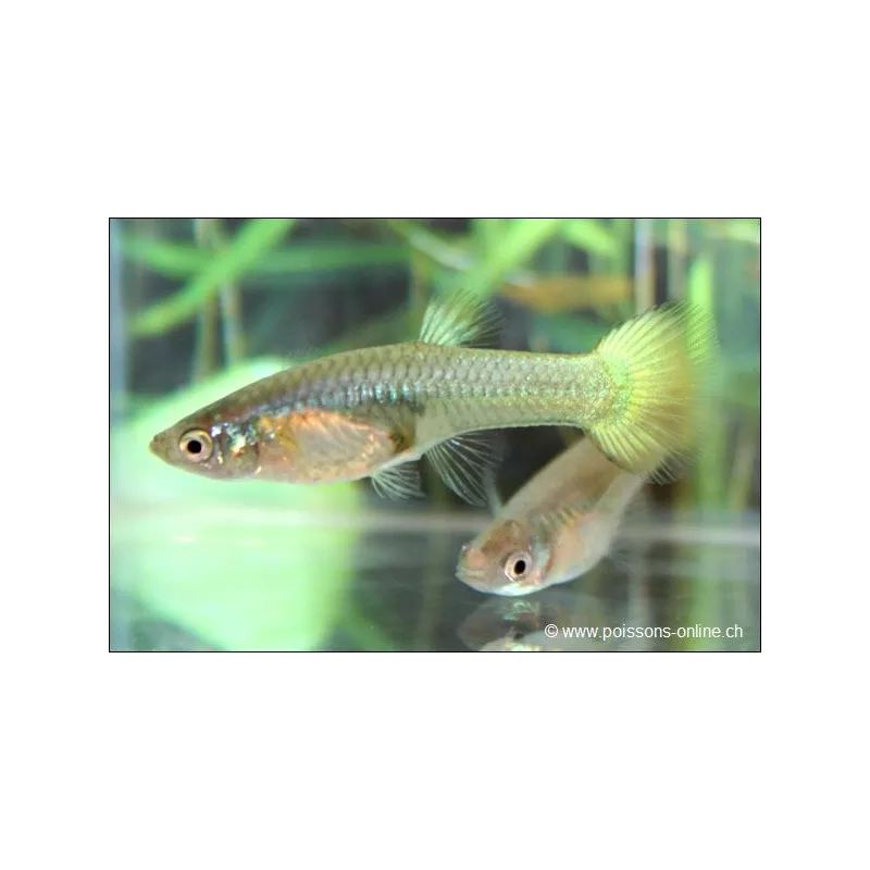 Guppy Femelle Jaune - Poecilia Reticulata
