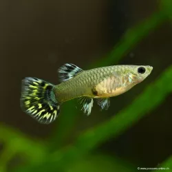 Guppy Femelle Leopard - Poecilia Reticulata