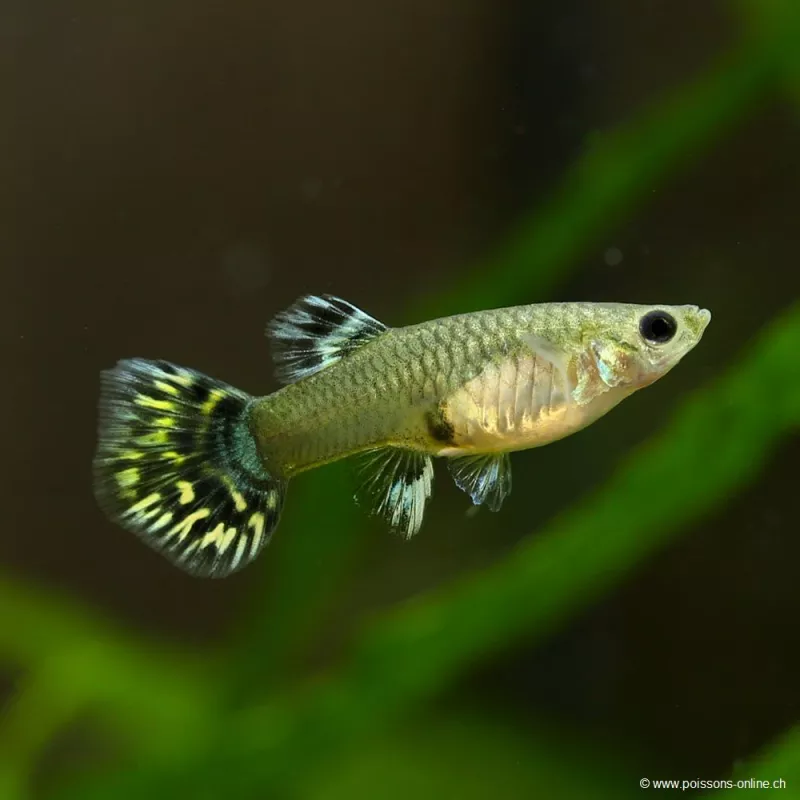 Guppy Femelle Leopard - Poecilia Reticulata