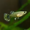 Guppy Femelle Leopard - Poecilia Reticulata