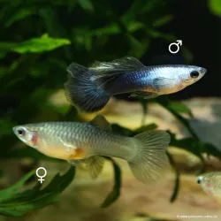 Guppy Weibchen Panda - Poecilia Reticulata