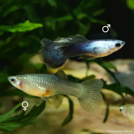 Guppy Weibchen Panda - Poecilia Reticulata