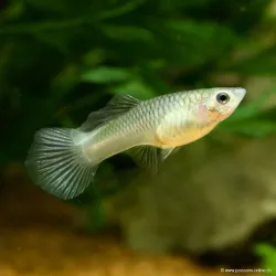 Guppy Weibchen Panda - Poecilia Reticulata