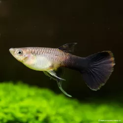 Guppy Fem. Toxedo Rosa - Poecilia Reticulata