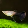 Guppy Fem. Toxedo Rosa - Poecilia Reticulata