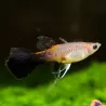 Guppy Femelle Pink Tuxedo - Poecilia Reticulata