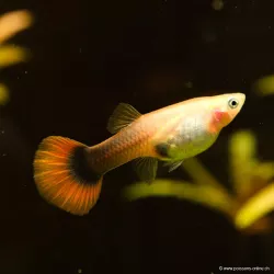 Guppy Fem. Toxedo Rosso - Poecilia Reticulata