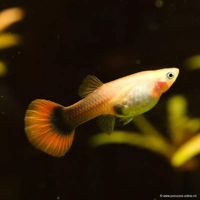 Guppy Fem. Toxedo Rosso - Poecilia Reticulata