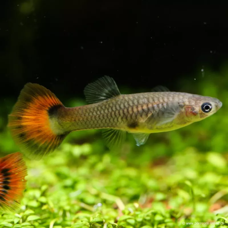 Guppy Femelle Rouge - Poecilia Reticulata