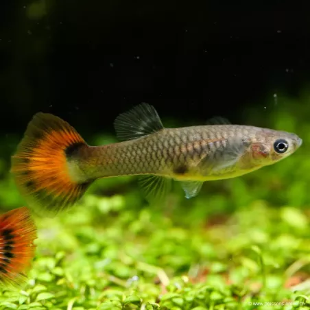 Guppy Femelle Rouge - Poecilia Reticulata
