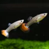 Guppy Femelle Rouge - Poecilia Reticulata