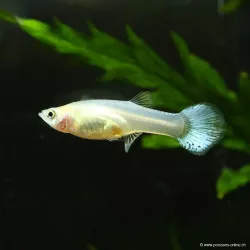 Guppy Weibchen Snow White - Poecilia Reticulata