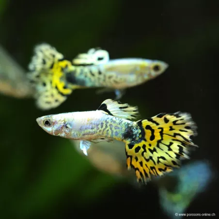 Guppy Mâle Bengal Tiger Yellow - Poecilia Reticulata