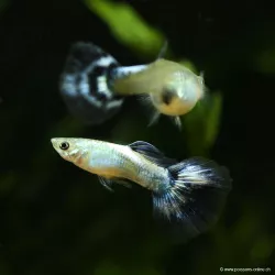 Guppy Masc. Blue Butterfly - Poecilia Reticulata