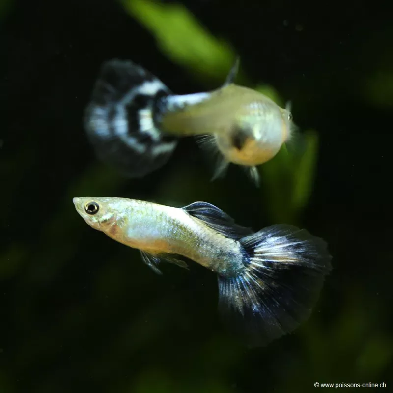 Guppy Mann Blue Butterfly - Poecilia Reticulata