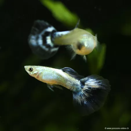 Guppy Mann Blue Butterfly - Poecilia Reticulata