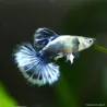 Guppy Mâle Blue Dragon - Poecilia Reticulata